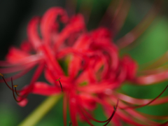 flower1040265