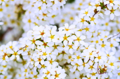 flower6892