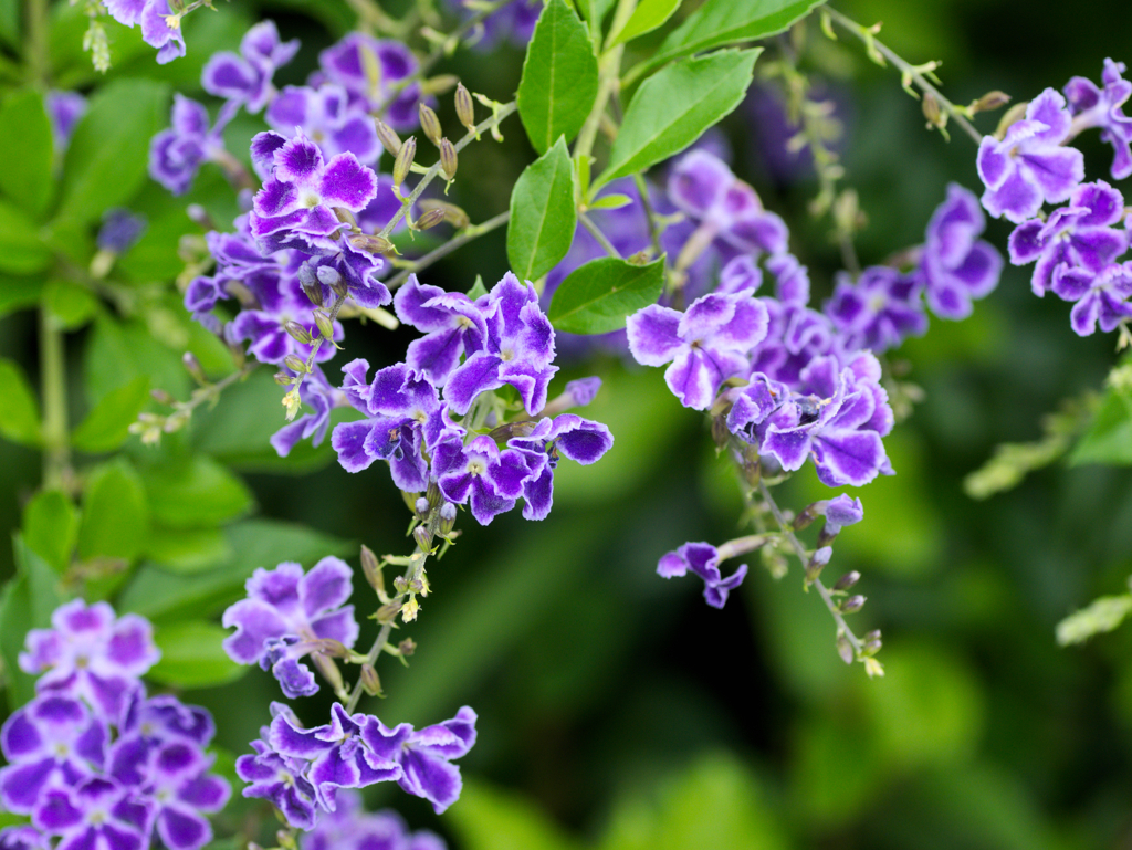 flower1030160