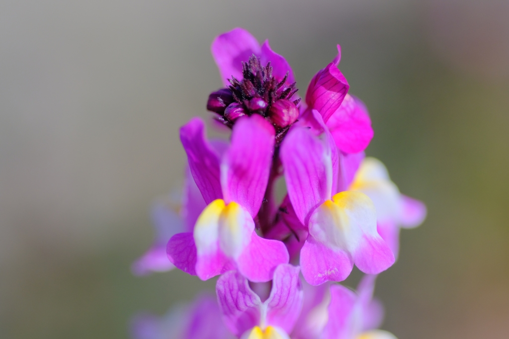 flower7882