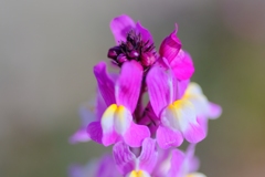 flower7882
