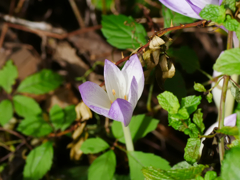 flower1040352