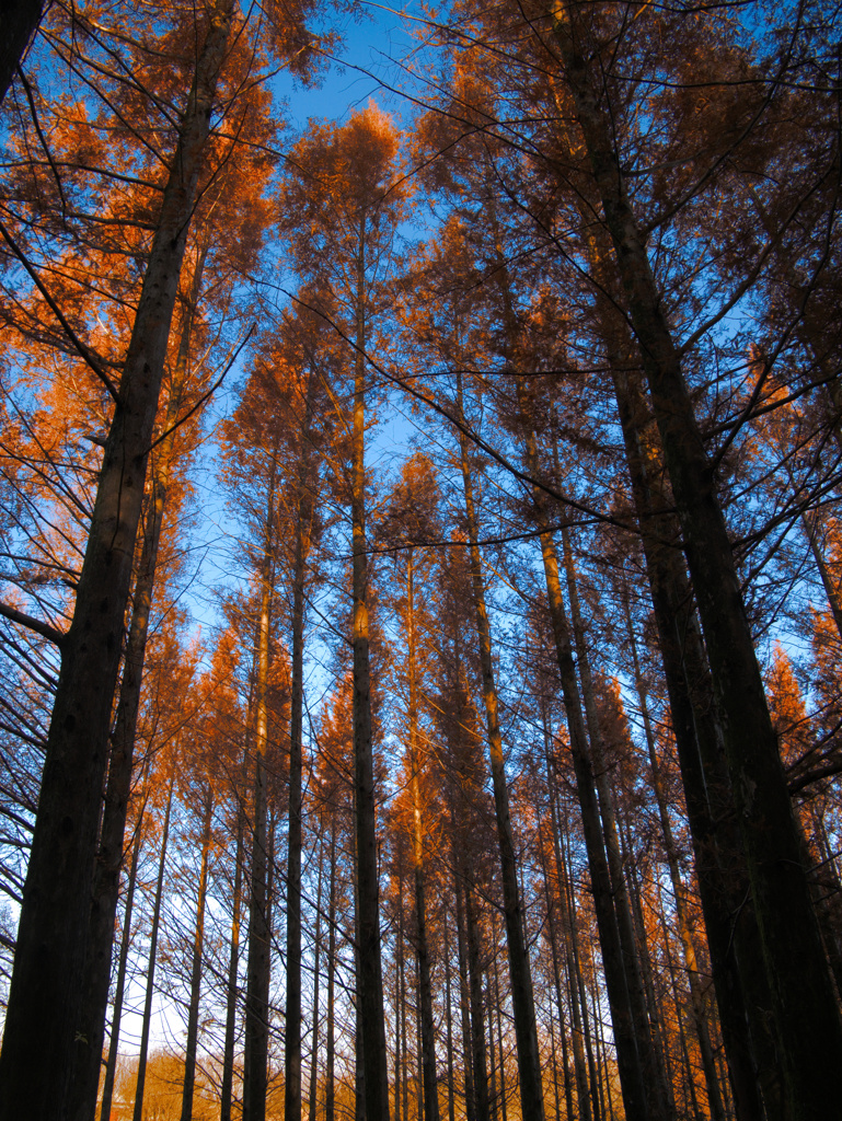 tree0129