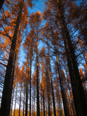 tree0129