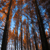 tree0129