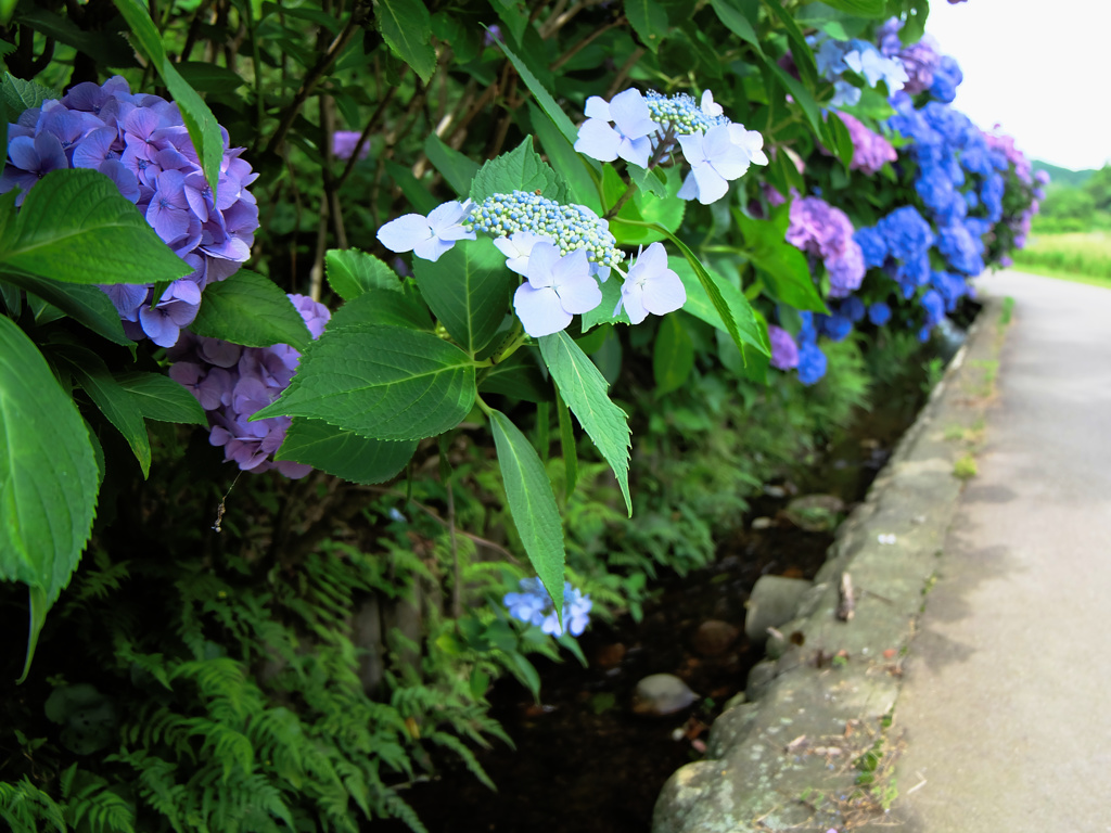 flower205740