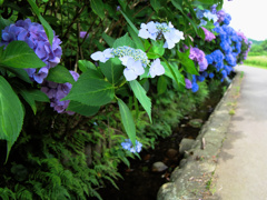 flower205740