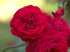 flower1020155
