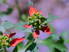 flower1040229