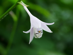 flower1020684