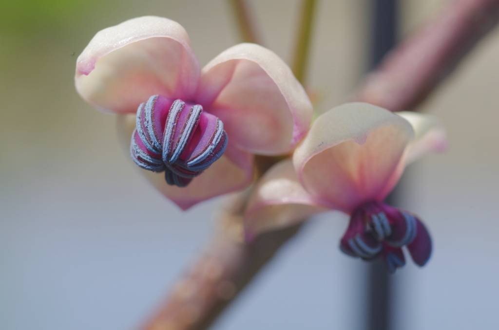 flower7084