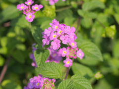 flower1030209