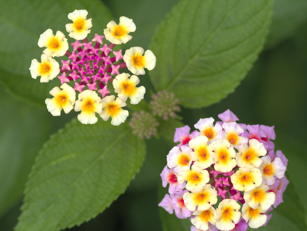 flower1030136