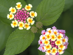 flower1030136