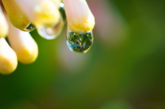 flower6676