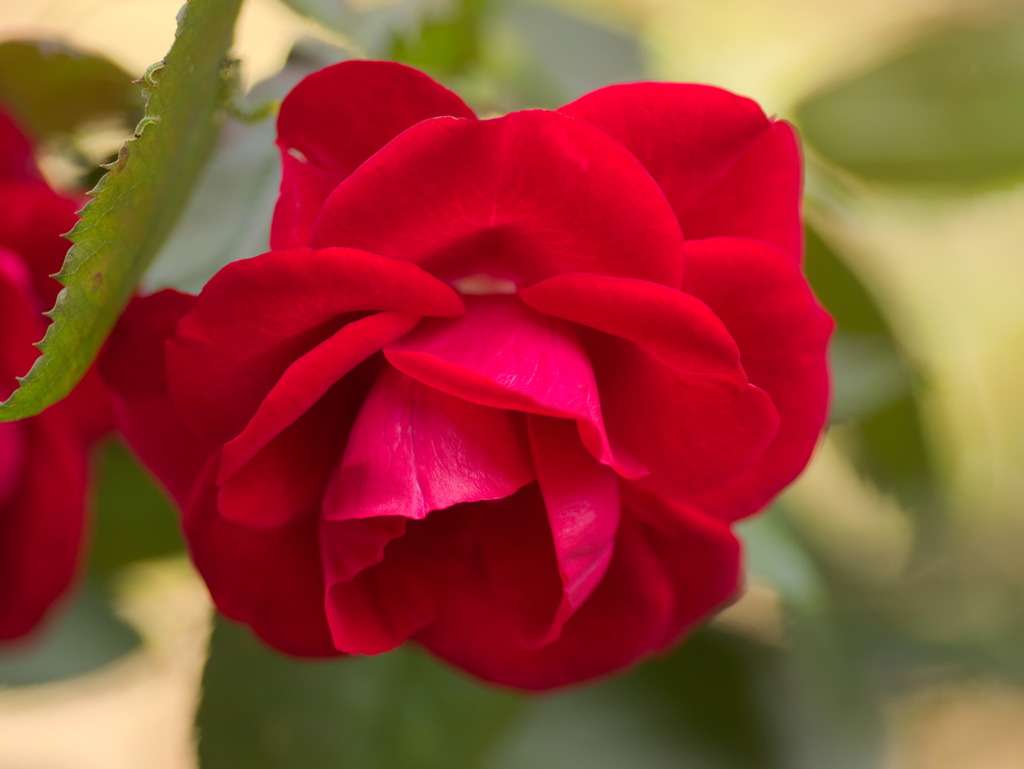 flower0616