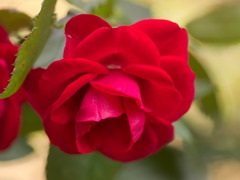flower0616