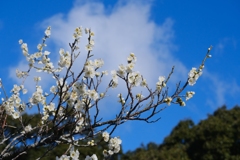 flower7832