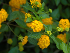flower1020259