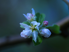 flower1030903