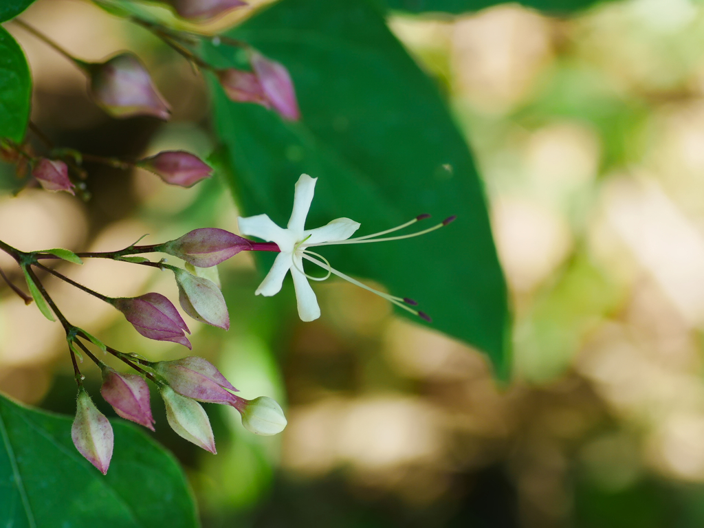 flower1040184