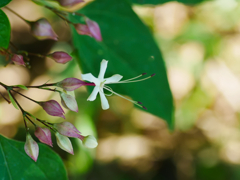 flower1040184