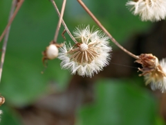 plant1000385