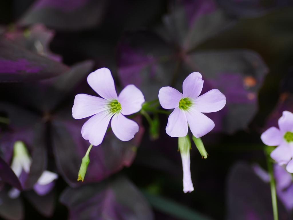 flower1030786