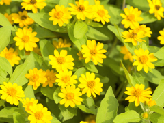flower1030266