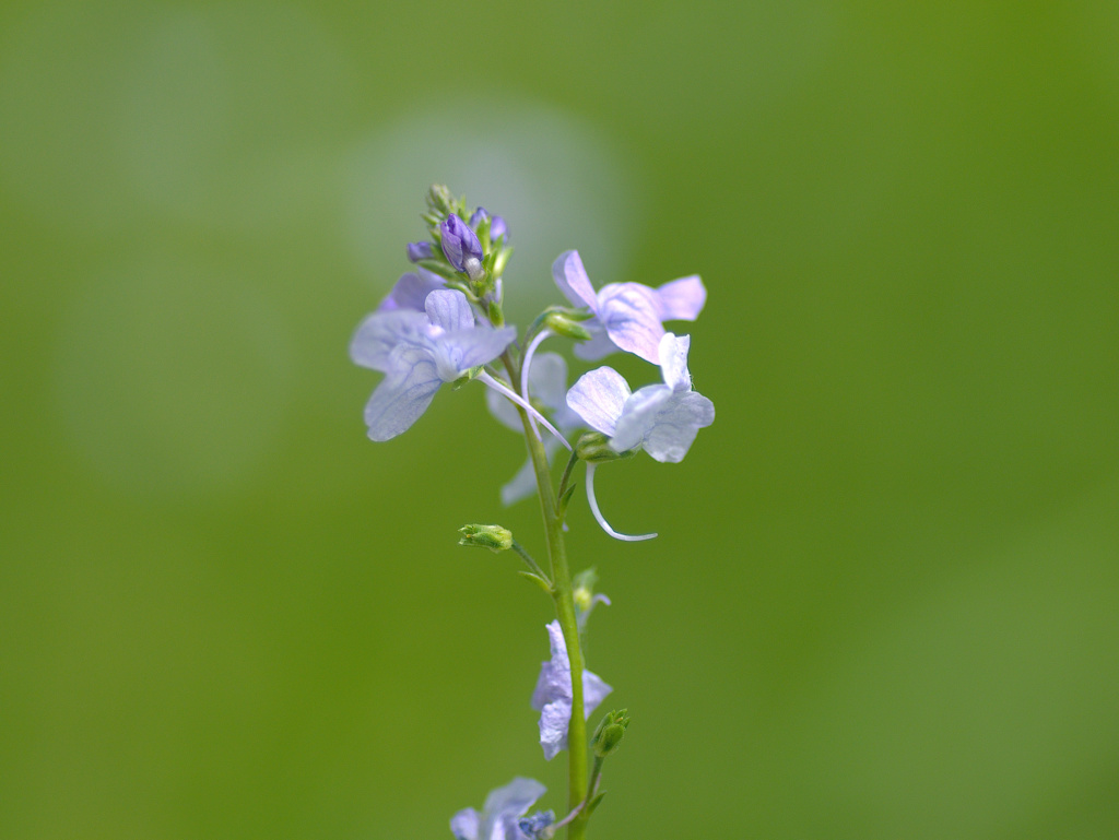 flower1010359