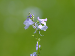 flower1010359