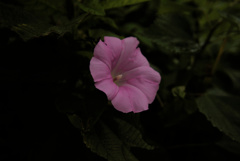 flower02874
