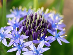 flower1010360