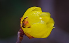 flower2459
