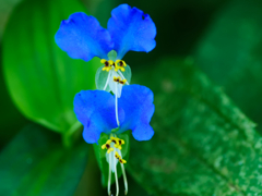 flower1030877