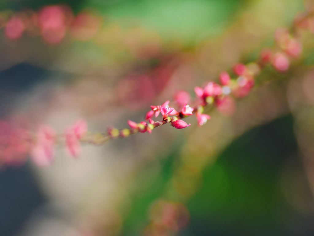flower1040130