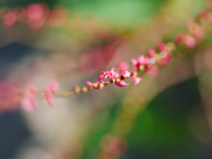 flower1040130