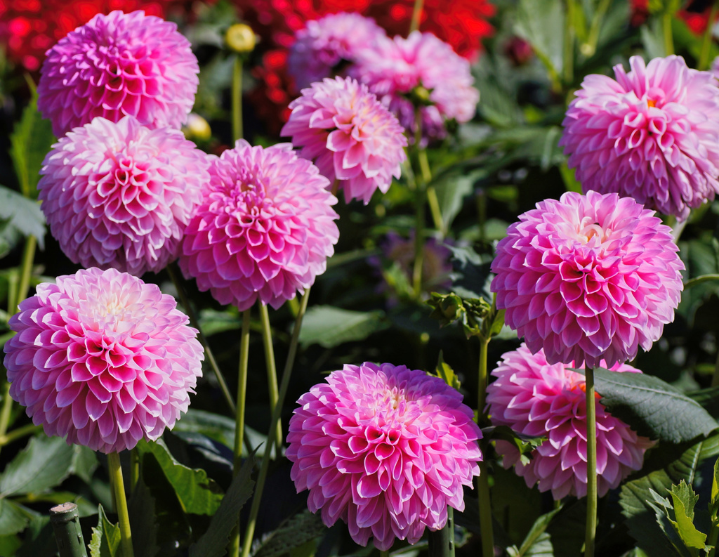 flower06592