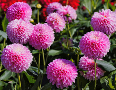 flower06592