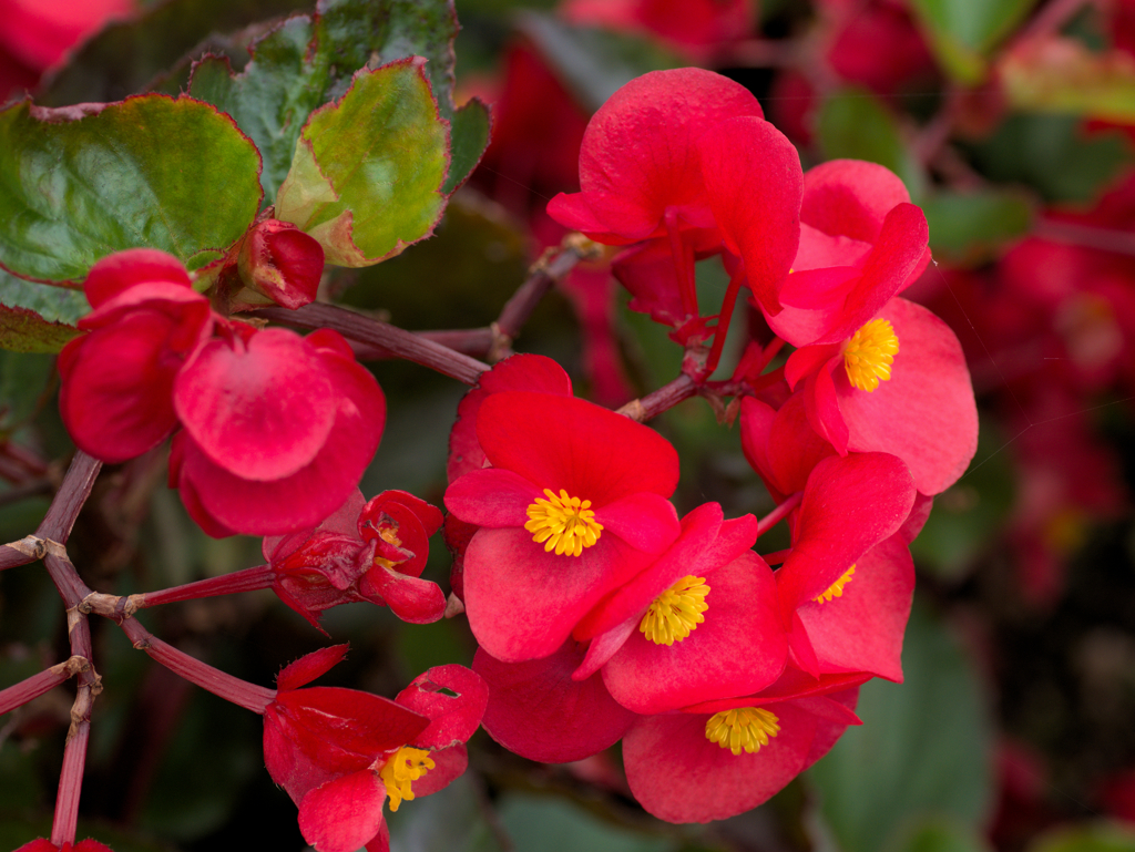 flower1030155