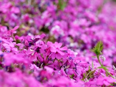 flower1010449