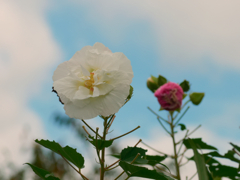 flower1040360