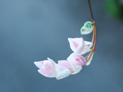 flower1030393
