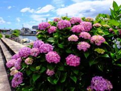 flower205308