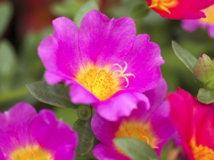 flower1030276