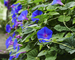 flower1030115
