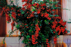 berry6818