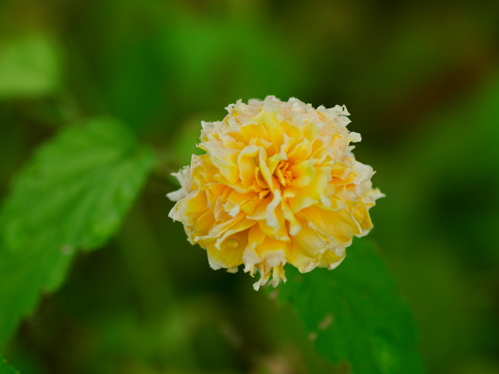 flower1030371