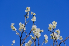 flower7835