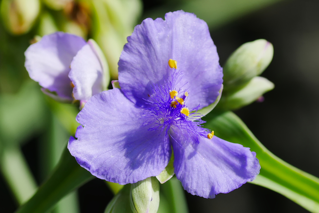 flower1040122